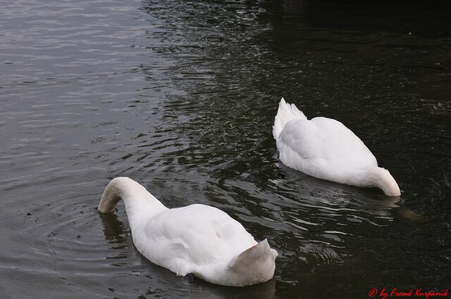 Kopflos im Wasser