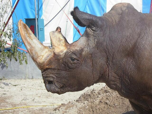 Tsavo im Profil. Wirklich eine imposante Erscheinung.