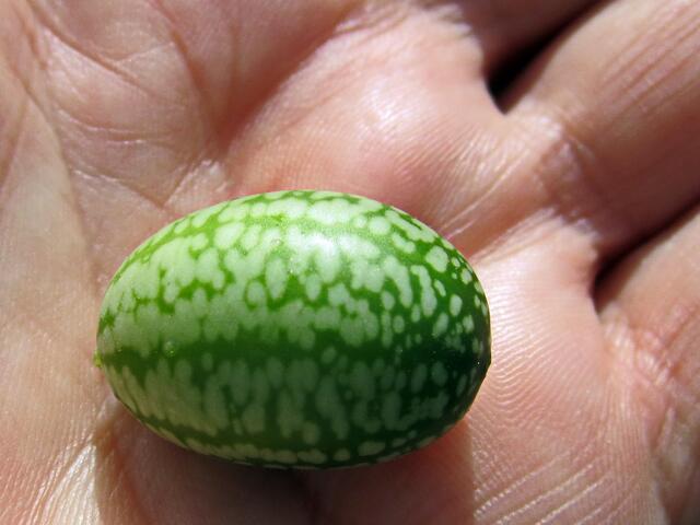 "Wassermelone" en Miniature