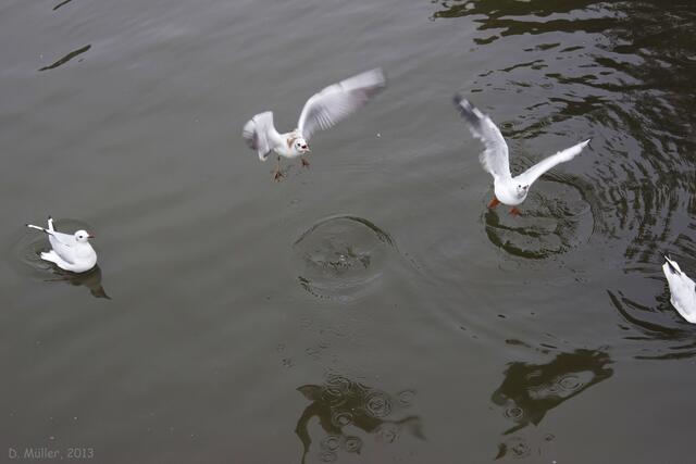 Neue Runde