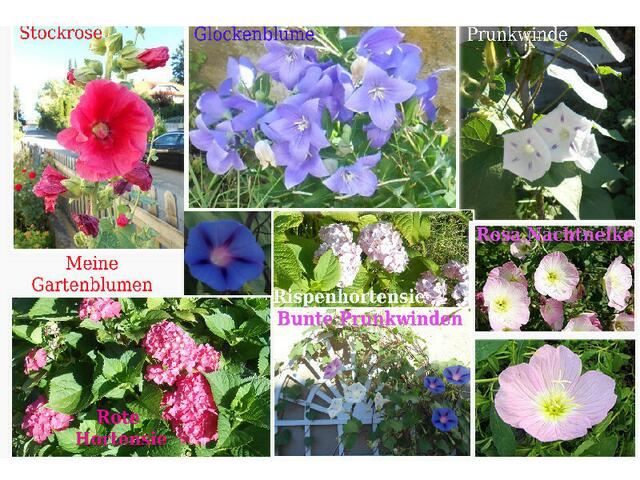 Mein schöner Garten mit Sommerblumen