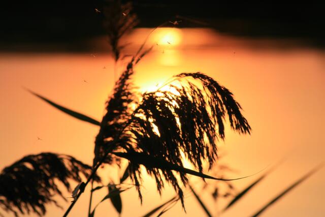 Mücken tanzen im Abendlicht