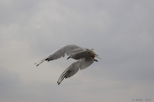 Schneller Vorbeiflug