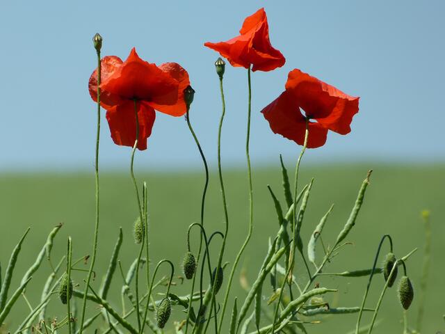 Klatschmohn im Rapsfeld.