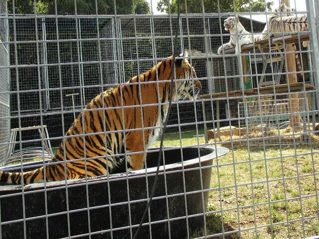 Simba nutzt die Gunst der Stunde für eine kleine Abkühlung in ihrem eigenen Pool.