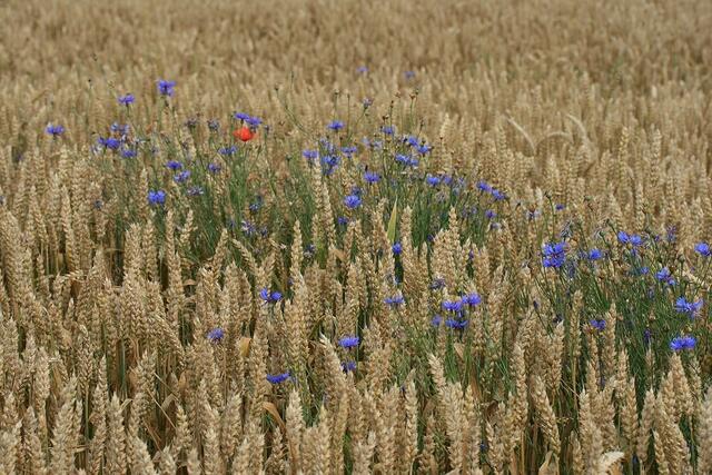 Summerblumen