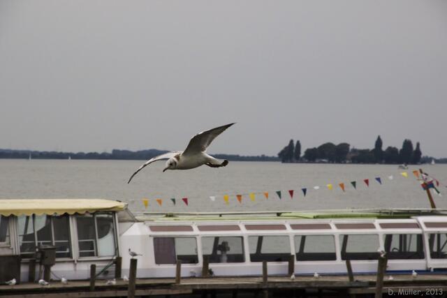 Möwe und Schiff
