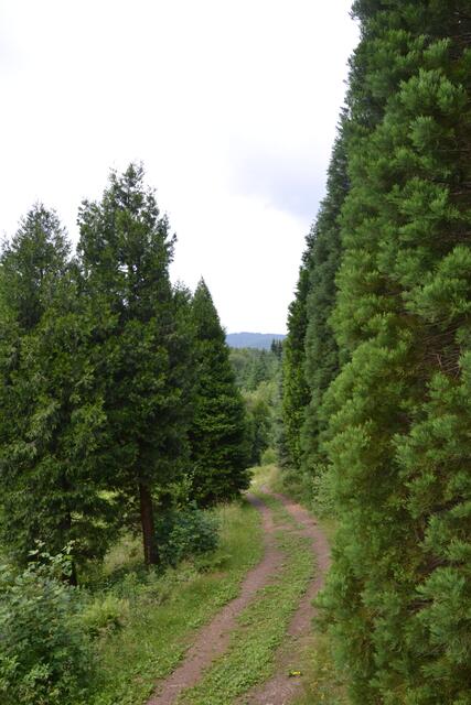 Unterwegs auf dem Indianerpfad im WeltWald bad Grund (Foto: Katja Woidtke)