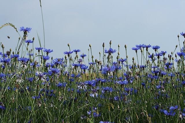 Sommerboten