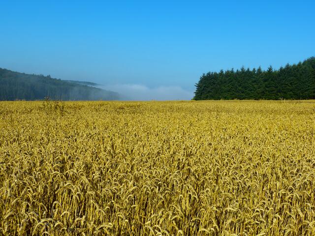 Ein goldenes Weizenfeld.