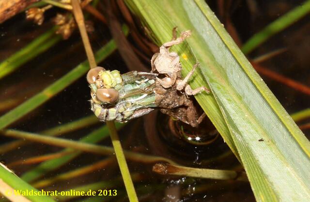 Kopf und Beine kommen zum Vorschein...