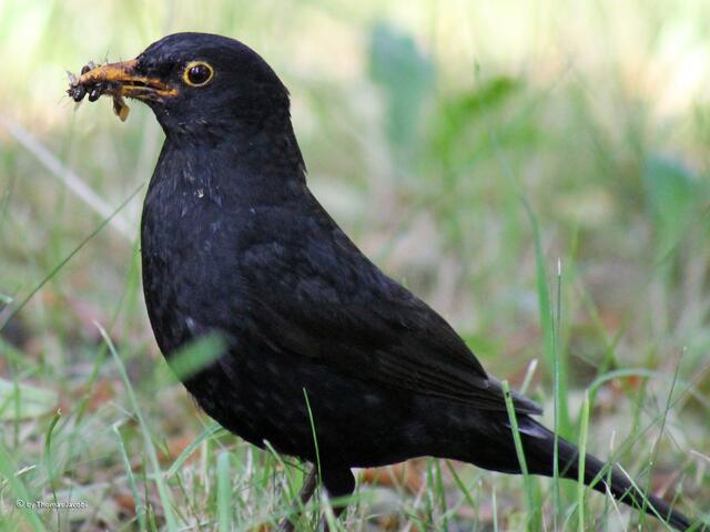 Amsel mit...