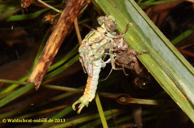 Das Tier hat sich aus der alten Haut befreit. Beachte die bereits komplett entwickelte Zange dieses jungen Männchens.