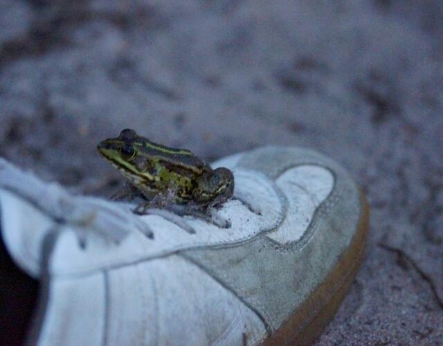Wir konnten es kaum fassen, als der vierte Frosch  Sprung für Sprung auf die Beobachter zu hüpfte, zu guter letzt mit einem beherzten Satz direkt auf dem Schuh eines Naturfreundes Platz nahm und dort ca. 5 Minuten verharrte.