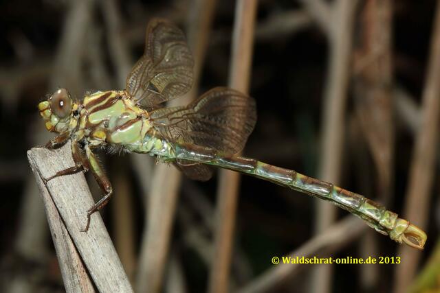 Das junge Männchen der Großen Zangenlibelle (Onychgomphus uncatus) nach dem Jungfernflug.