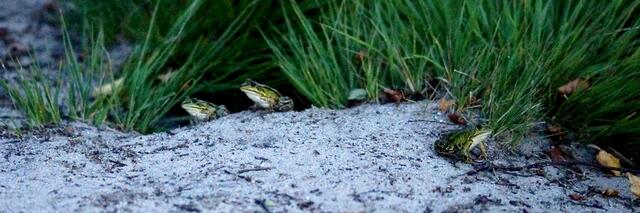 Schon sprang der dritte Frosch ans Ufer.