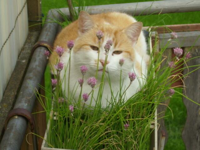 Schnittlauchkater Felix