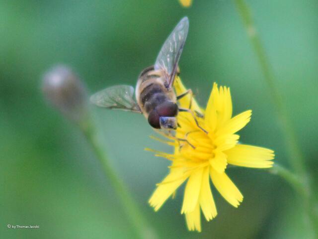 Schwebfliege