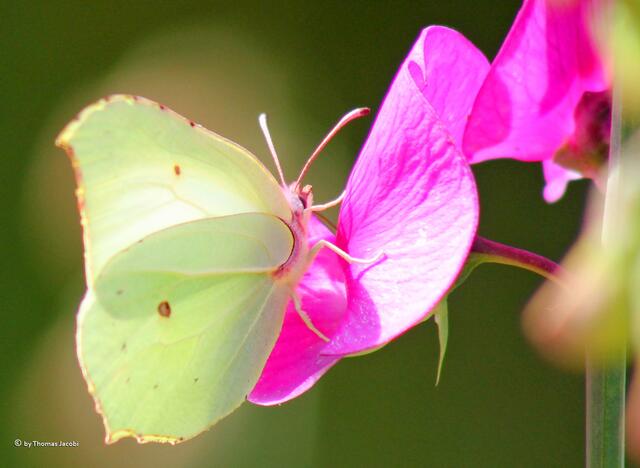Im prallen Sonnenlicht sah selbst der Zitronenfalter am Bauch pink aus. .-)