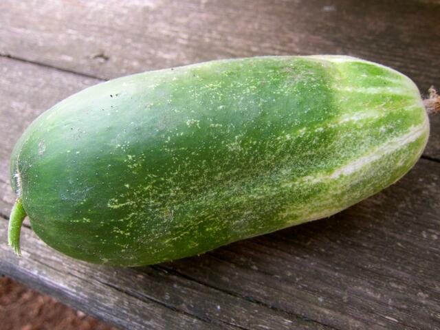 Gurken ernten oder kaufen