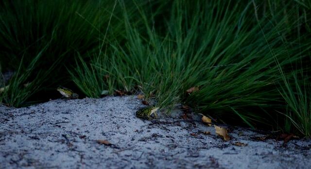 Zunächst kam ein Frosch an Land... hier waren es schon zwei.