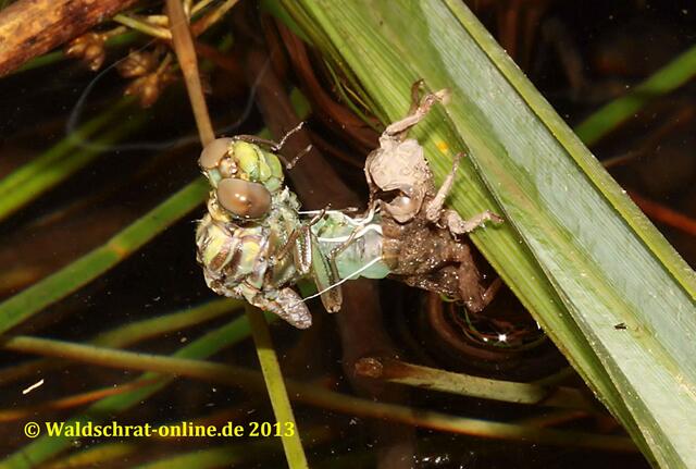 Der komplette Thorax liegt jetzt schon frei.
