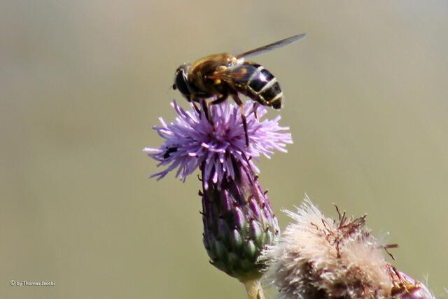 Wieder eine Schwebfliege.