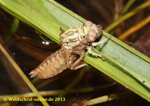 An einen Schilfhalm geklammert, beginnt die Larve aufzuplatzen. Die neue Libelle erscheint.