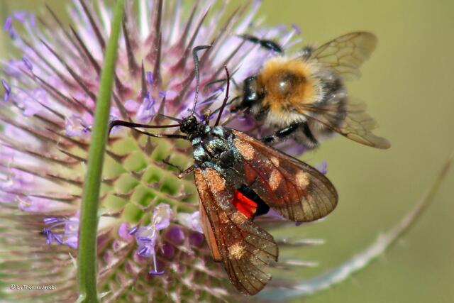 Sechsfleck-Widderchen und Ackerhummel.
