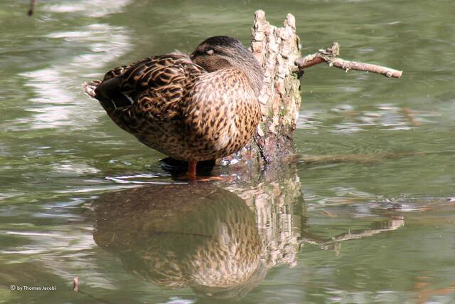 War nicht in der Wiese: Stockente. Hier ist deutlich zu erkennen, weshalb die so heißt. :-)))