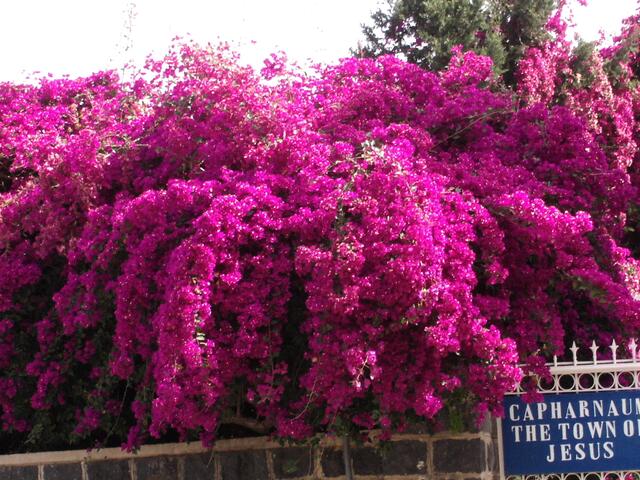 Bougainville