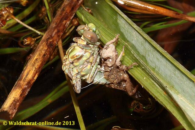 Die Ansätze der Flügel sind auch schon erkennbar.