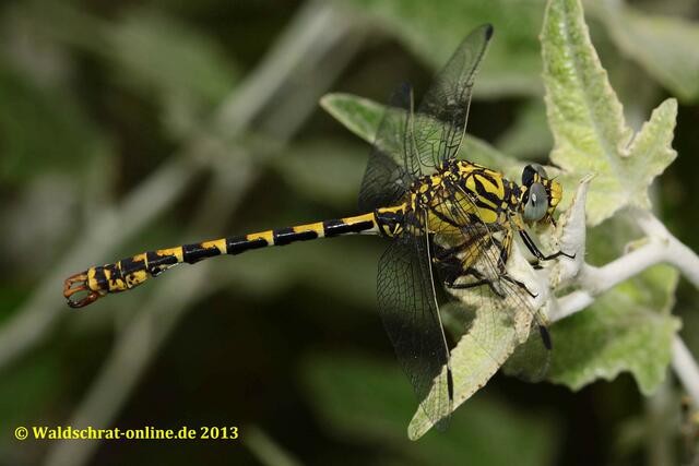 Ein Männchen der Großen Zangenlibelle (Onychgomphus uncatus) nach der Ausfärbung.