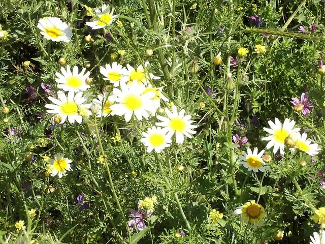 türkische Sommerwiese
