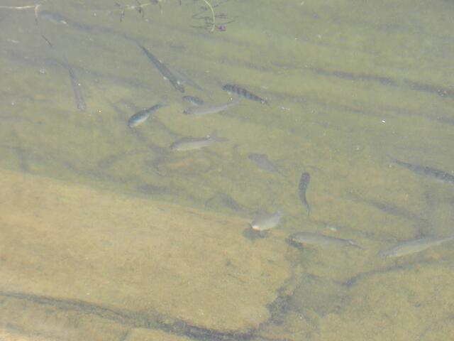 ..kleine Fische..
