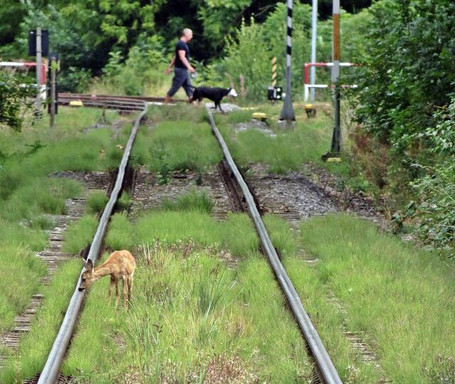 Vorsicht ist die Mutter der Porzellankiste. Der Nasentest verrät, ob sich ein Zug nähert. ;) Dabei zog ein Mann mit Hund unbemerkt vorüber.