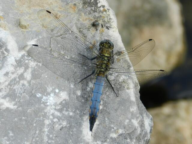 Libelle.