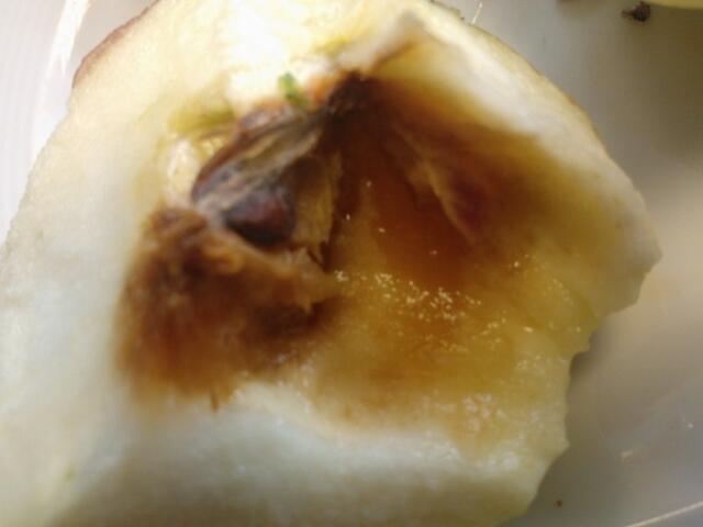 Das war das "Zuhause" des "kleinen Apfel".