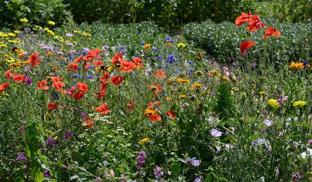 Die Farben des Sommers
