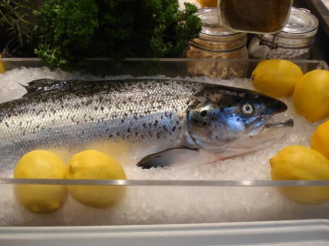 Dieser Fisch kann nicht mehr schwimmen!