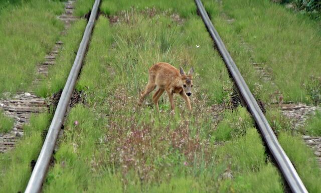 Es ist etwas holprig auf dem Schotter und den Bahnschwellen.