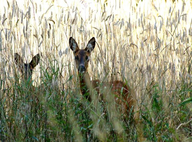 Immer wieder faszinierend sind solche nahen Begegnungen mit dem Rehwild. Die beiden zeigen sich wenig scheu...
