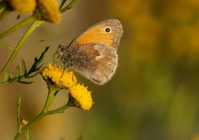 Kleines Wiesenvögelchen ( Coenonympha pamphilus) auf dem Rainfarn (Tanacetum vulgare) im Abendsonnenschein.