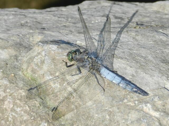 Libelle...