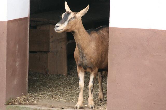 Was ist heute bloß im Dorf los?
