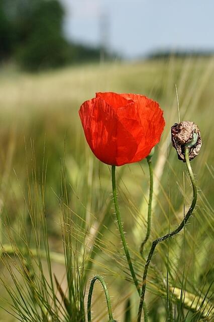 Mohn gehört zumSommer