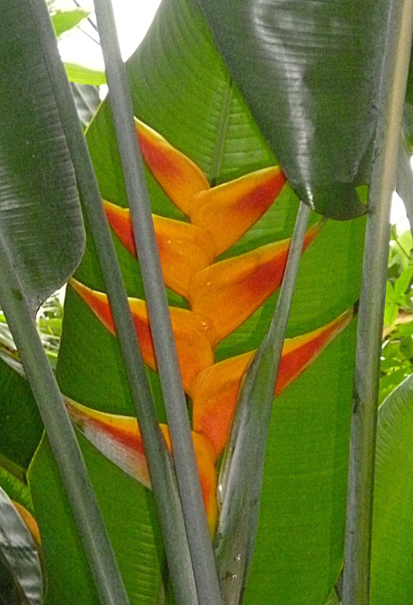 dipladenia zimmerpflanze Mandevilla rot 80 cm - Dipladenia