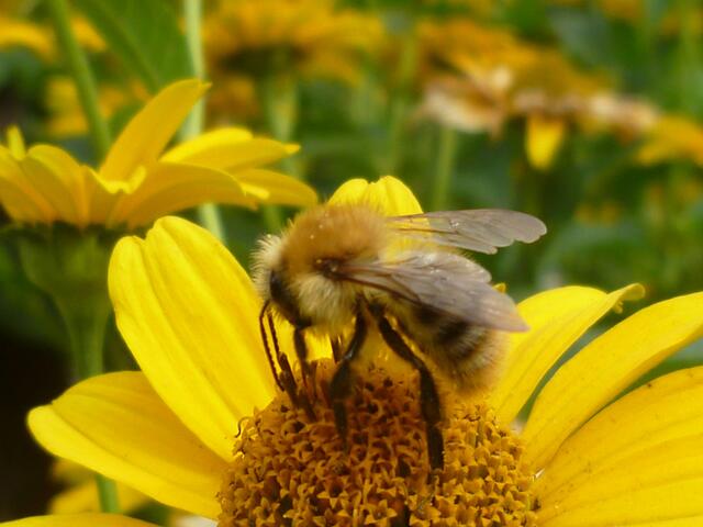 Ackerhummel auf Sonnenauge