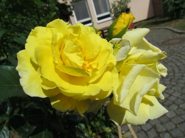 Ein schöne gelbe Rose im Schulhof der Lindenschule von Cölbe