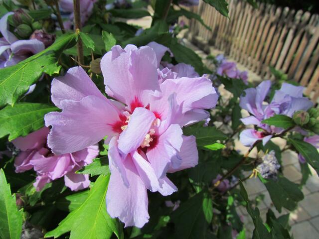 Blumen auf dem Weg zur Lindenschule in Cölbe